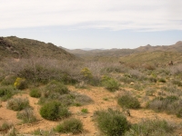 Desert around Chloride Site
